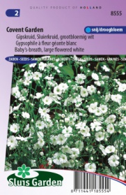 Gypsophile à fleur géante blanc, Covent Garden
