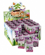 Greengift, Happy-Bear rose 40 pcs en showbox