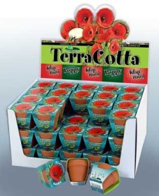 Terra Cotta Showbox Pavot Coquelicot 60x