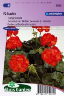 Géranium des Jardins F2 Scarlet