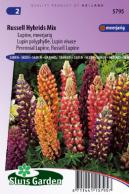 Lupin polyphylle vivace Russell hybrids Mix