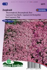 Saponaire Faux-Basilic /  de Monpellier Rose-Pink