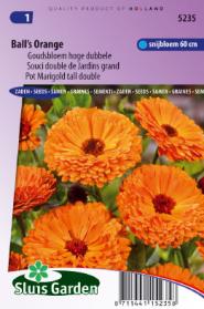 Souci double de Jardins Ball's Orange