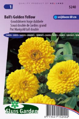 Souci double de Jardins Golden Yellow